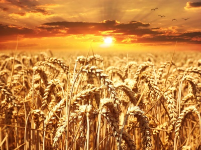 Регенеранты пшеницы в системе экспресс-оценки действия 24-эпибрассинолида