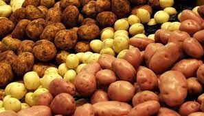 Активность гидролаз в листьях картофеля при обработке ризобактериями и индукторами устойчивости в условиях заражения фитофторой и недостатка влагообеспечения