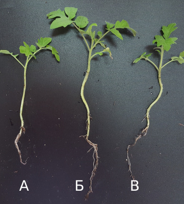 Влияние ростостимулирующих бактерий на рост и содержание фотосинтетических пигментов в листьях растений томата
