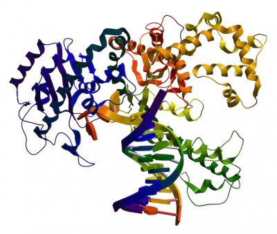 Оценка стабильности комплексов ДНК-полимеразы KlenTaq с дезоксицитидинтрифосфатом в присутствии катионов двухвалентных металлов