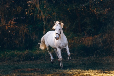 Полиморфизм ДНК лошади Equus caballus и методы его выявления