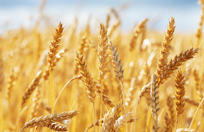 Фракционный состав белков зерна видов пшениц с разными геномами и уровнем плоидности