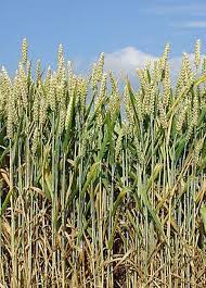 Анализ регенерационного потенциала нескольких сортов мягкой яровой пшеницы Triticum aestivum L. в культуре in vitro