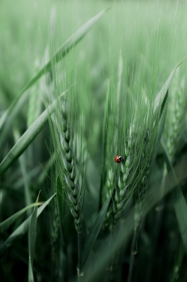 Защитное действие 24-эпибрассинолида на растения пшеницы в условиях нарушения водного режима
