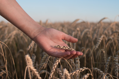 Влияние засухи и высоких температур на урожайность и качество зерна фиолетовозерных линий яровой мягкой пшеницы