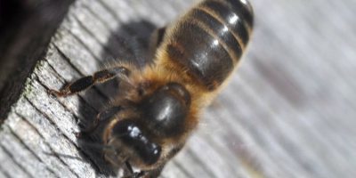 Оценка генофонда темной лесной пчелы Apis mellifera mellifera в биосферном резервате «Башкирский Урал»