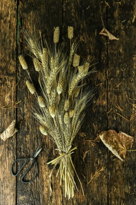 Сравнительный анализ влияния эпибрассинолида и 6-бензиламинопурина на ключевые компоненты глутатионового комплекса в корнях проростков пшеницы в условиях засоления