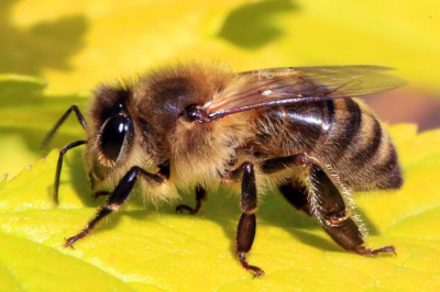 Дозазависимое влияние 20-гидроксиэкдизона и левзейного мёда на продолжительность жизни медоносных пчёл в условиях гипертермии