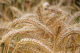 Effects of Azospirillum lectin on wheat seedling growth under salt stress
