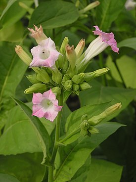 Каллусогенез у растений табака Nicotiana tabacum L. сортов Вирджиния 202 и Юбилейный новый 142