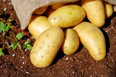 Влияние биопрепарата на основе Bacillus atrophaeus на агрономические характеристики картофеля в Астрханской области
