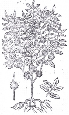 Кастилла эластичная (Castilla elastica Cerv.) – почти забытый каучуконос